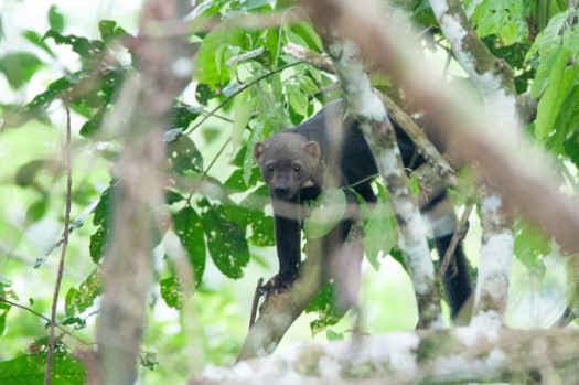 Tayra in Cuyabeno